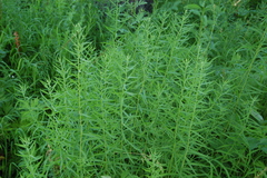 Galatella biflora