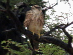 Falco chicquera