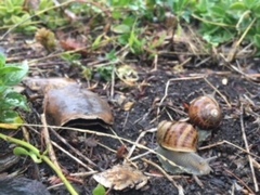 Cornu aspersum