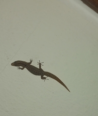 Sphaerodactylus difficilis