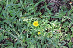 Sphagneticola calendulacea