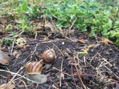 Cornu aspersum