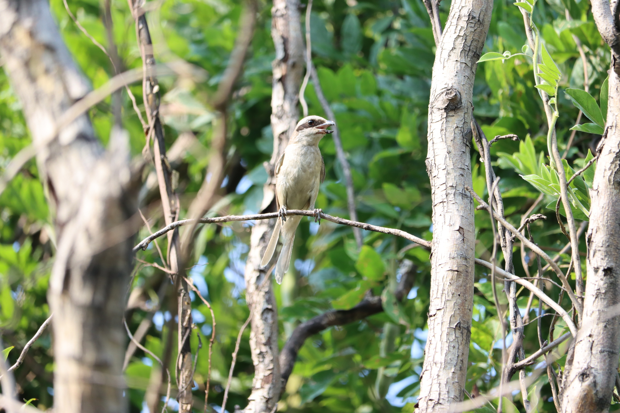 Brown Shrike