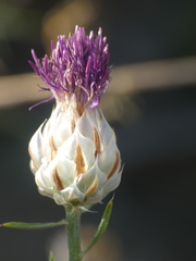 Centaurea ionica