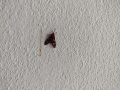 Psilopleura