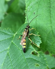 Ichneumon annulatorius