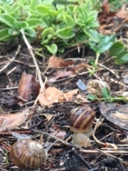 Cornu aspersum