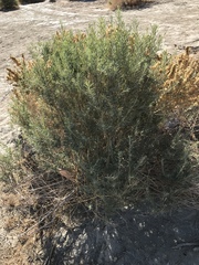 Atriplex canescens