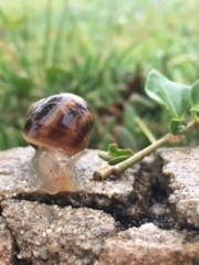 Cornu aspersum