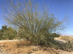 Parkinsonia aculeata