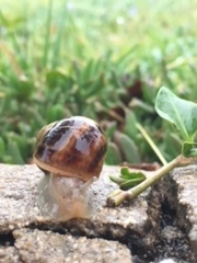 Cornu aspersum