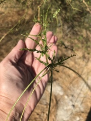 Parkinsonia aculeata