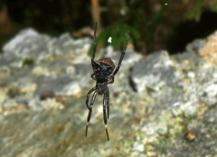 Episinus nubilus