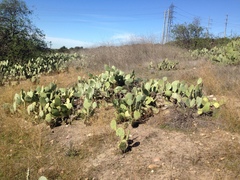 Opuntia × vaseyi
