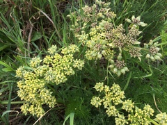 Lomatium dasycarpum