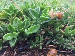 Cornu aspersum