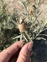 Asphondylia atriplicis