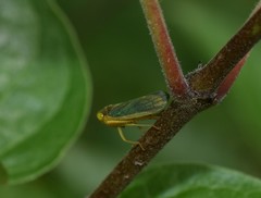 Jikradia melanota