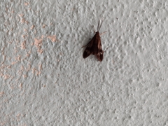 Psilopleura