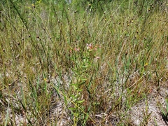 Rhexia salicifolia image