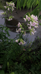 Saponaria officinalis