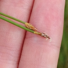 Trichophorum cespitosum germanicum