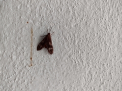 Psilopleura