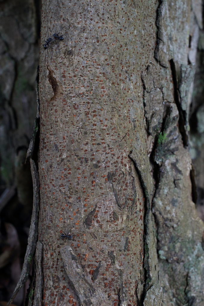 Carapit Tree Carapa guianensis from Couva-Tabaquite-Talparo, TT on December 7, 2014 ...