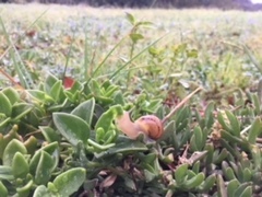 Cornu aspersum