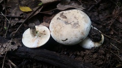 Lactifluus subvellereus