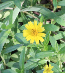 Sphagneticola calendulacea