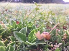 Cornu aspersum