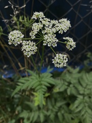 Chaerophyllum aureum