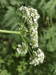 Chaerophyllum aureum
