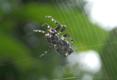 Cyclosa confusa