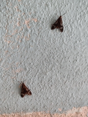 Psilopleura