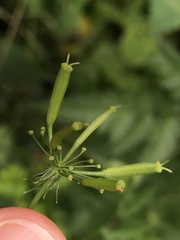 Chaerophyllum aureum