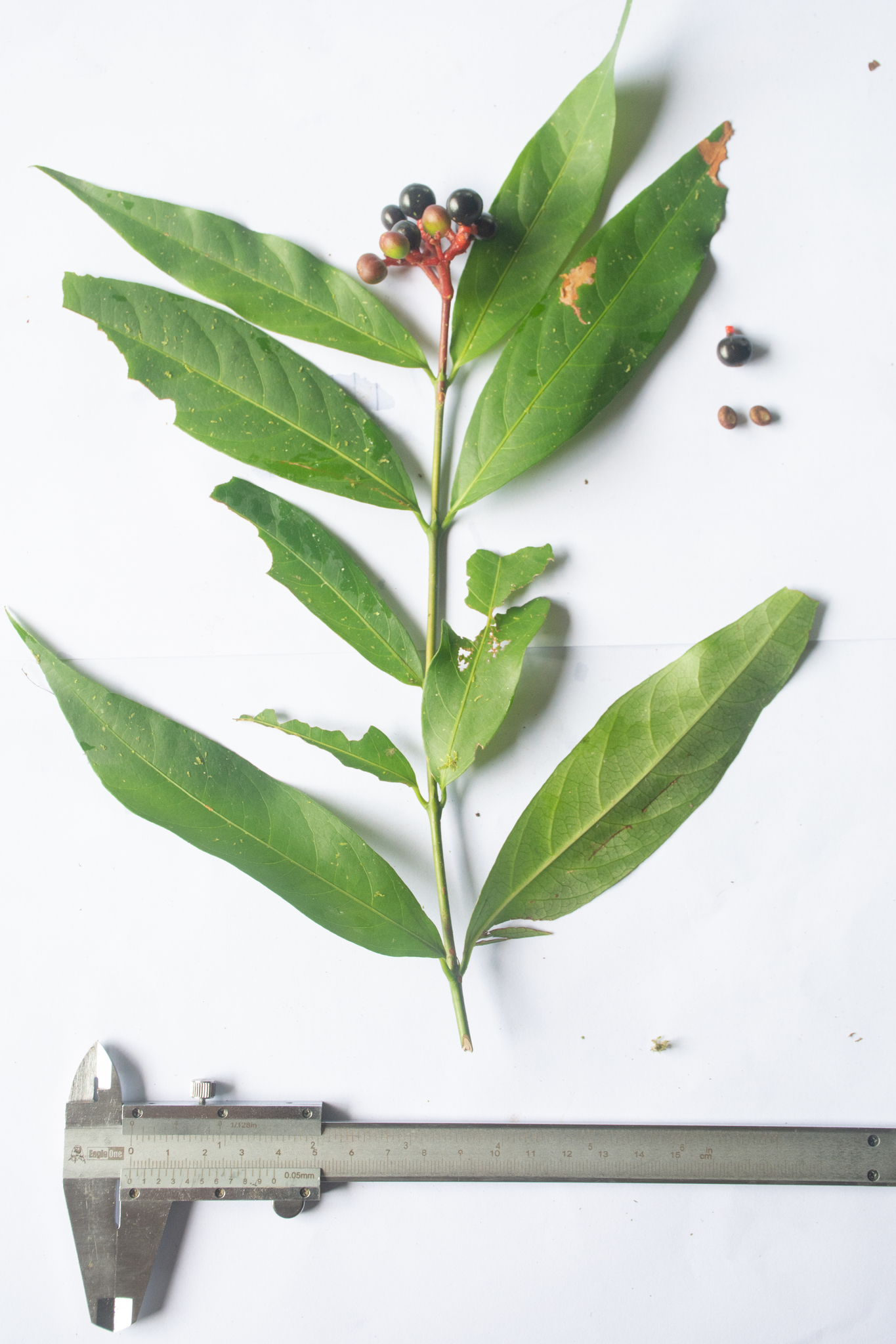 Imagem de Ixora-vermelha