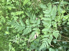 Chaerophyllum aureum