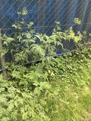 Chaerophyllum aureum