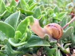 Cornu aspersum