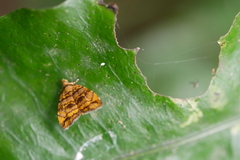 Choreutis amethystodes