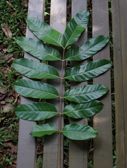 Carapa guianensis