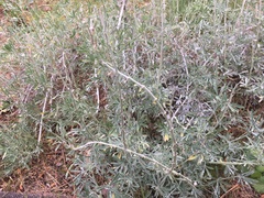 Macrosiphum albifrons