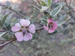 Anisodontea reflexa