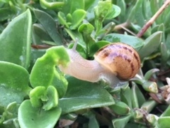 Cornu aspersum