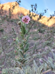 Anisodontea reflexa