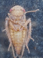Paraphlepsius continuus