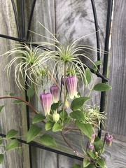 Clematis reticulata