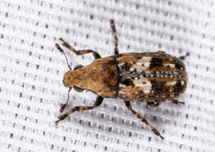 Euparius paganus